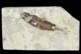 Bargain, Cretaceous Fossil Fish (Armigatus) - Lebanon #110838-1
